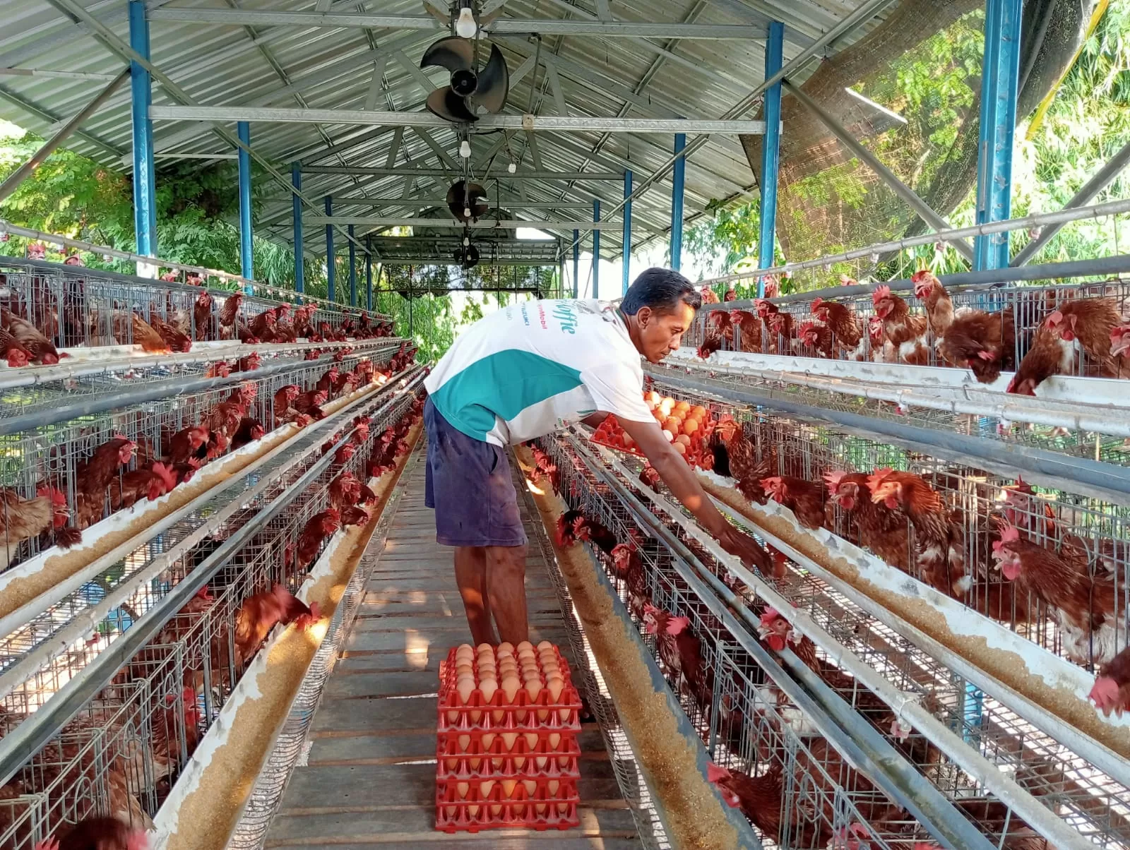Tips Bisnis Ayam Petelur