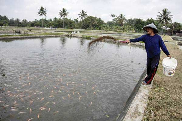 Tips Bisnis Budidaya Ikan