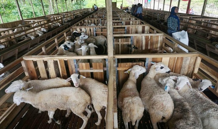 Tips Bisnis Jual Beli Kambing