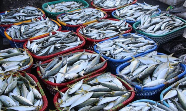 Tips Memulai Bisnis Jual Ikan Laut Yang Harus Di Ketahui
